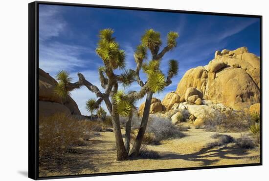 USA, California, Joshua Tree National Park-Charles Gurche-Framed Stretched Canvas
