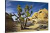 USA, California, Joshua Tree National Park-Charles Gurche-Stretched Canvas