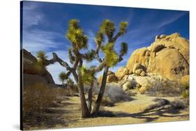 USA, California, Joshua Tree National Park-Charles Gurche-Stretched Canvas