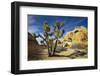 USA, California, Joshua Tree National Park-Charles Gurche-Framed Photographic Print