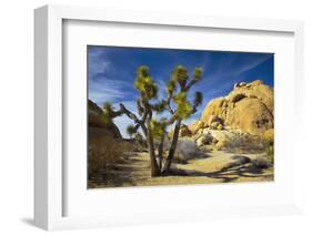 USA, California, Joshua Tree National Park-Charles Gurche-Framed Photographic Print