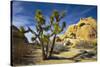 USA, California, Joshua Tree National Park-Charles Gurche-Stretched Canvas