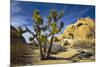 USA, California, Joshua Tree National Park-Charles Gurche-Mounted Photographic Print