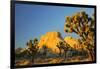 USA, California, Joshua Tree National Park-Charles Gurche-Framed Photographic Print