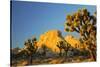 USA, California, Joshua Tree National Park-Charles Gurche-Stretched Canvas