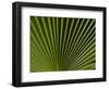 Usa, California, Joshua Tree. Traveler's Palm with black and green radial stripes.-Merrill Images-Framed Photographic Print