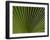 Usa, California, Joshua Tree. Traveler's Palm with black and green radial stripes.-Merrill Images-Framed Photographic Print
