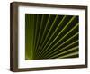 Usa, California, Joshua Tree. Traveler's Palm with black and green radial stripes.-Merrill Images-Framed Photographic Print