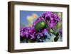 USA, California. June bug on flower.-Jaynes Gallery-Framed Photographic Print