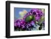 USA, California. June bug on flower.-Jaynes Gallery-Framed Photographic Print