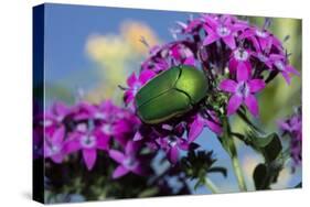 USA, California. June bug on flower.-Jaynes Gallery-Stretched Canvas