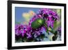 USA, California. June bug on flower.-Jaynes Gallery-Framed Photographic Print
