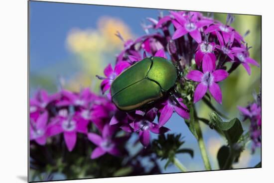 USA, California. June bug on flower.-Jaynes Gallery-Mounted Photographic Print