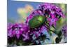 USA, California. June bug on flower.-Jaynes Gallery-Mounted Photographic Print