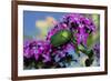 USA, California. June bug on flower.-Jaynes Gallery-Framed Premium Photographic Print