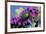 USA, California. June bug on flower.-Jaynes Gallery-Framed Premium Photographic Print
