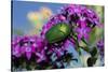 USA, California. June bug on flower.-Jaynes Gallery-Stretched Canvas