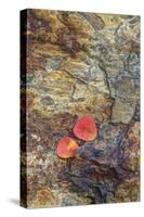 USA, California, June Lake. Aspen Leaves on Rocky Ledge-Jean Carter-Stretched Canvas