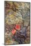 USA, California, June Lake. Aspen Leaves on Rocky Ledge-Jean Carter-Mounted Photographic Print