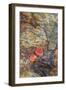 USA, California, June Lake. Aspen Leaves on Rocky Ledge-Jean Carter-Framed Photographic Print