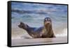 USA, California, La Jolla. a Seal on a Beach Along the Pacific Coast-Jaynes Gallery-Framed Stretched Canvas