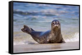 USA, California, La Jolla. a Seal on a Beach Along the Pacific Coast-Jaynes Gallery-Framed Stretched Canvas