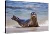 USA, California, La Jolla. a Seal on a Beach Along the Pacific Coast-Jaynes Gallery-Stretched Canvas