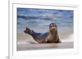 USA, California, La Jolla. a Seal on a Beach Along the Pacific Coast-Jaynes Gallery-Framed Photographic Print