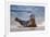 USA, California, La Jolla. a Seal on a Beach Along the Pacific Coast-Jaynes Gallery-Framed Photographic Print