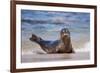 USA, California, La Jolla. a Seal on a Beach Along the Pacific Coast-Jaynes Gallery-Framed Photographic Print