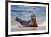 USA, California, La Jolla. a Seal on a Beach Along the Pacific Coast-Jaynes Gallery-Framed Photographic Print