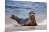 USA, California, La Jolla. a Seal on a Beach Along the Pacific Coast-Jaynes Gallery-Mounted Photographic Print