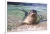 USA, California, La Jolla. a Seal Swimming Along the Pacific Coast-Jaynes Gallery-Framed Photographic Print