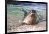 USA, California, La Jolla. a Seal Swimming Along the Pacific Coast-Jaynes Gallery-Framed Photographic Print