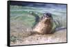 USA, California, La Jolla. a Seal Swimming Along the Pacific Coast-Jaynes Gallery-Framed Stretched Canvas