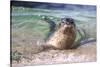 USA, California, La Jolla. a Seal Swimming Along the Pacific Coast-Jaynes Gallery-Stretched Canvas