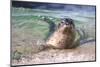 USA, California, La Jolla. a Seal Swimming Along the Pacific Coast-Jaynes Gallery-Mounted Photographic Print