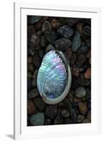 USA, California, La Jolla. Baby abalone shell on cobblestone beach.-Jaynes Gallery-Framed Premium Photographic Print