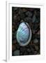 USA, California, La Jolla. Baby abalone shell on cobblestone beach.-Jaynes Gallery-Framed Premium Photographic Print