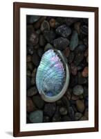 USA, California, La Jolla. Baby abalone shell on cobblestone beach.-Jaynes Gallery-Framed Premium Photographic Print