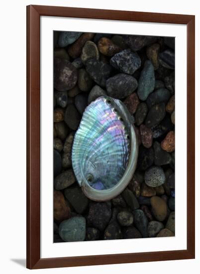 USA, California, La Jolla. Baby abalone shell on cobblestone beach.-Jaynes Gallery-Framed Premium Photographic Print