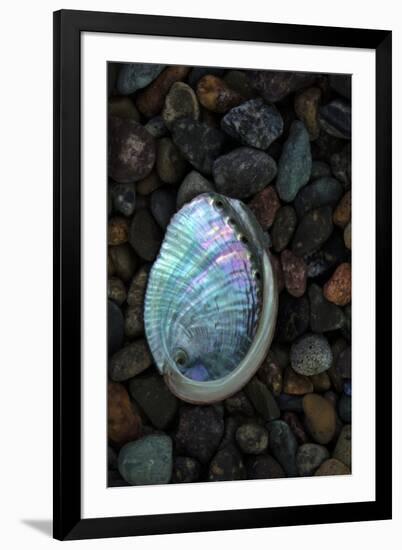 USA, California, La Jolla. Baby abalone shell on cobblestone beach.-Jaynes Gallery-Framed Premium Photographic Print