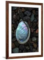 USA, California, La Jolla. Baby abalone shell on cobblestone beach.-Jaynes Gallery-Framed Premium Photographic Print