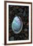 USA, California, La Jolla. Baby abalone shell on cobblestone beach.-Jaynes Gallery-Framed Premium Photographic Print