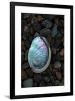 USA, California, La Jolla. Baby abalone shell on cobblestone beach.-Jaynes Gallery-Framed Premium Photographic Print