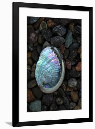 USA, California, La Jolla. Baby abalone shell on cobblestone beach.-Jaynes Gallery-Framed Premium Photographic Print