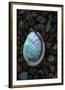 USA, California, La Jolla. Baby abalone shell on cobblestone beach.-Jaynes Gallery-Framed Premium Photographic Print