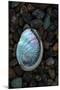 USA, California, La Jolla. Baby abalone shell on cobblestone beach.-Jaynes Gallery-Mounted Premium Photographic Print