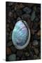 USA, California, La Jolla. Baby abalone shell on cobblestone beach.-Jaynes Gallery-Stretched Canvas