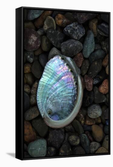 USA, California, La Jolla. Baby abalone shell on cobblestone beach.-Jaynes Gallery-Framed Stretched Canvas